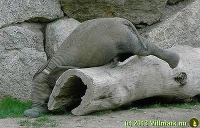 Elefant som har sovnet