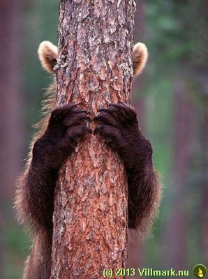 Bjørn som gjemmer seg