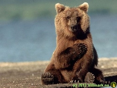 Sittende bjørn som hilser