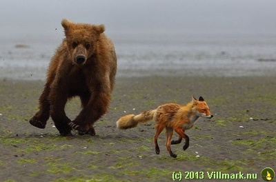 Bjørn som jager en rødrev