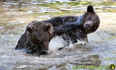 Svartbjørner som leker i vannet
