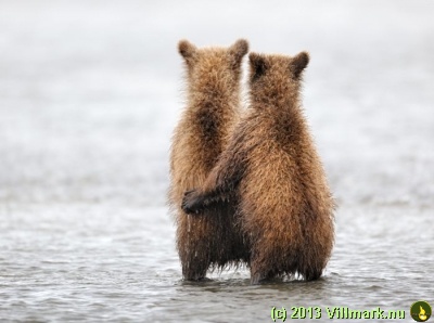 Små brunbjørner på stranden