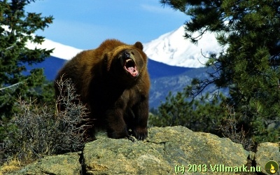 Mitt siste bilde: Sint bjørn