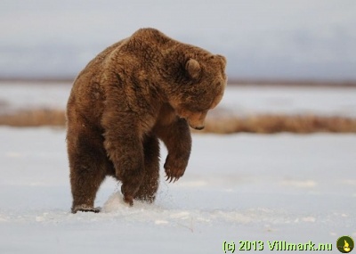 Bjørn som leker i snøen