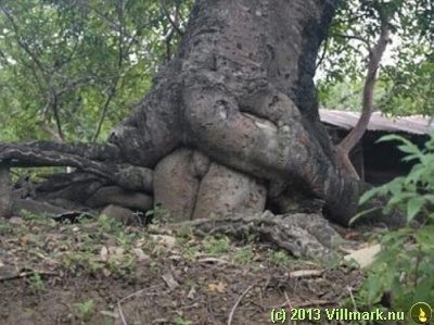 Sex mellom trærne