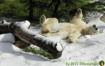 Isbjørn som bader i snøen
