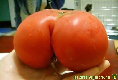 Tomat-rompe