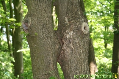 Sex mellom trærne