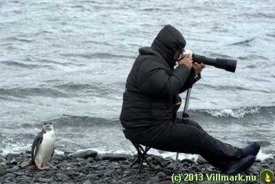 Fotojakt: Pingvin