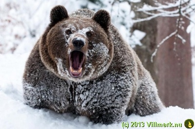 Mitt siste bilde: Bjørn i snøen
