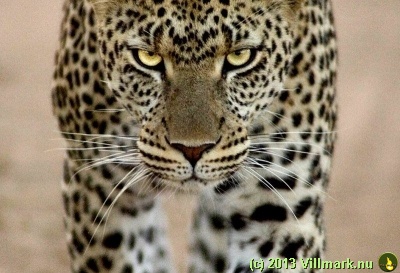 Mitt siste bilde: Leopard