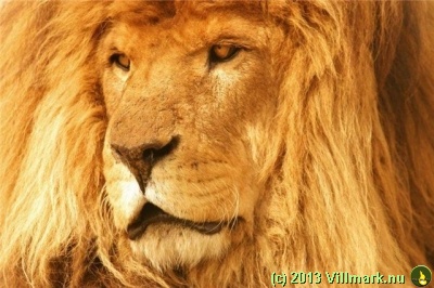 Mitt siste bilde: Løve