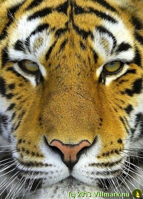 Mitt siste bilde: Tiger