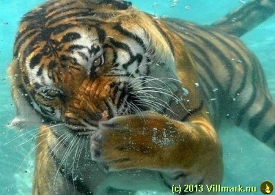 Mitt siste bilde: Tiger under vann