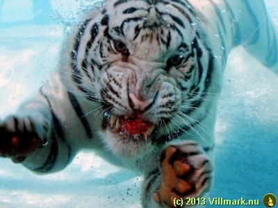 Mitt siste bilde: Hvit tiger under vann