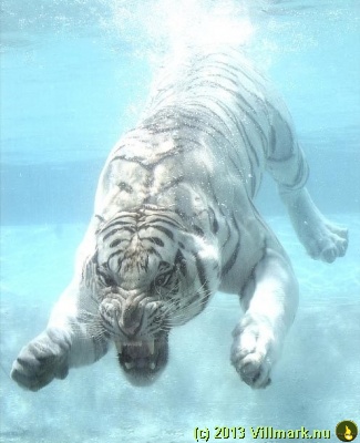 Mitt siste bilde: Hvit tiger under vann