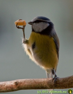 Fugl som spiser frukt