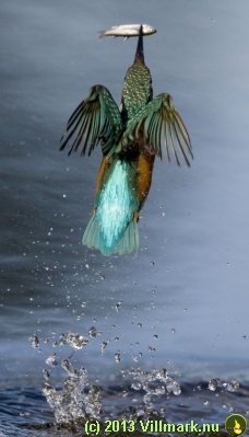 Fugl som spiser mens den flyr