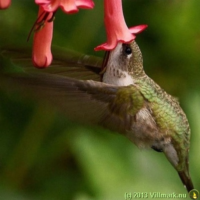 Kolibri som spiser