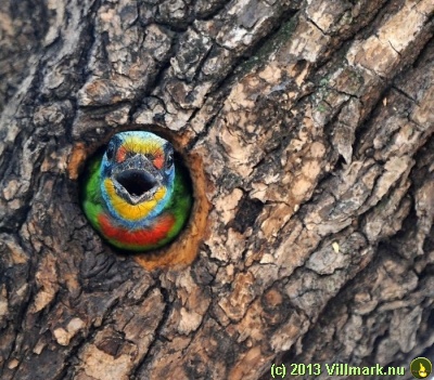 Fargefull fugl i et hull i treet