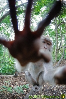 Ape vil ikke bli fotografert
