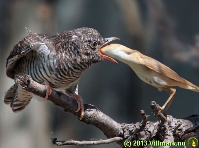 Fugl som spiser en annen fugl