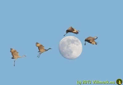 Fugler rundt månen