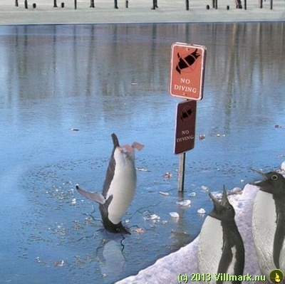 Pingvin som dykker på forbudt sted