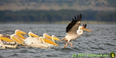 Pelikaner som går på vannet