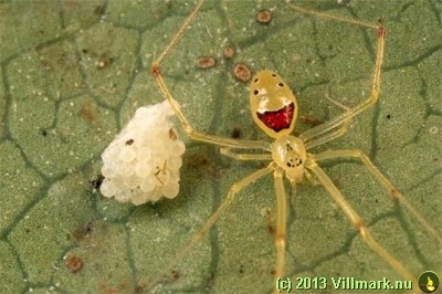 En glad edderkopp