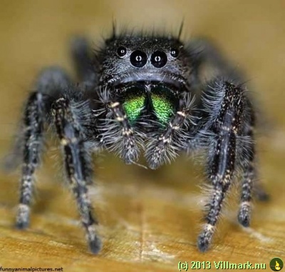 Edderkopp med mange øyne