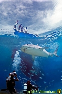 Dykking: Hai - Undervannsfotografering