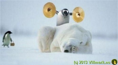 Pingvin som vekker en isbjørn