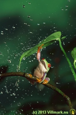Frosk med paraply