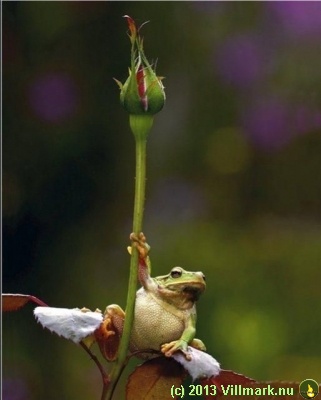 Frosk og en blomst