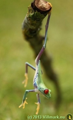 Frosk som henger fra en kvist