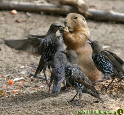 Jordekorn og fugler i matkrig