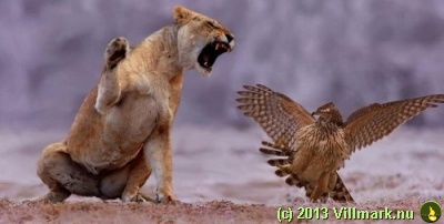 Løve som sloss med en fugl