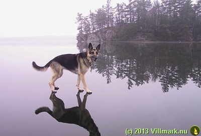 Hund som går på vannet
