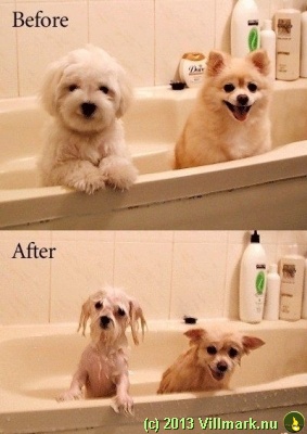 Våte hunder før og etter