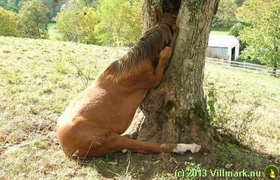 Hest i et hull i treet