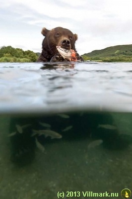 Bjørn som spiser fisk