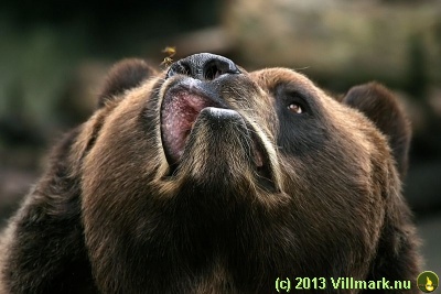 Bjørn som lukter på et insekt