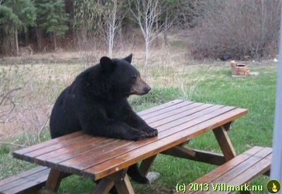 Svartbjørn som sitter på en benk