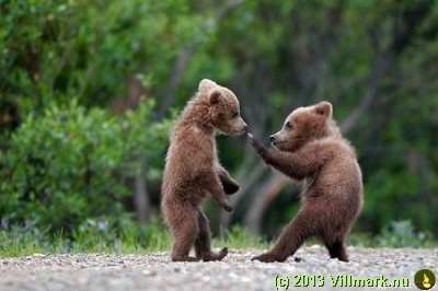 Kung fu bjørner