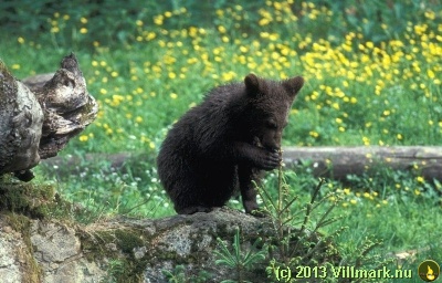 Ung svartbjørn som lukter på en blomst