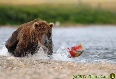 Bjørn som fisker