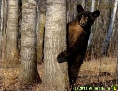 Stor bjørn som gjemmer seg bak et lite tre