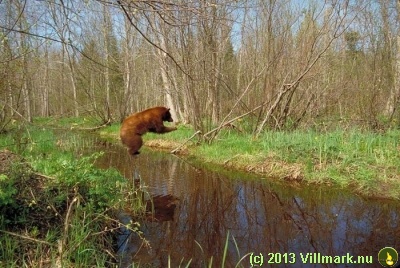 Bjørn på badetur