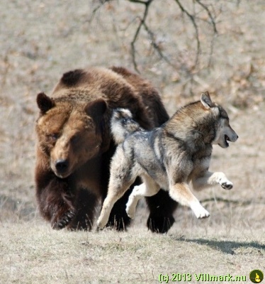 Ulv som jages av en bjørn